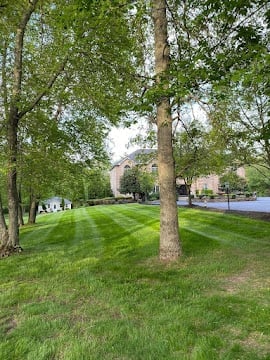 Manicured park with tall trees, striped grass lawn, and residential street visible in background