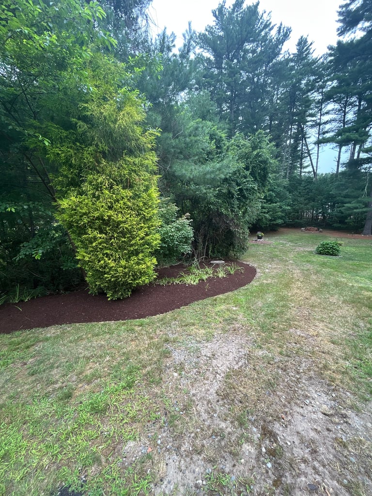 Landscaped backyard with green lawn, mulched garden beds, and tall evergreen trees surrounding the property